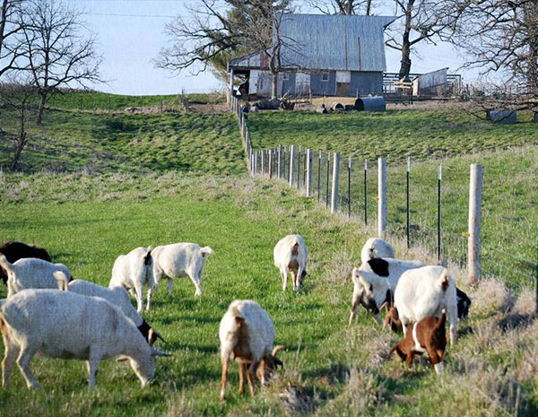 How to bury the posts of the guardrail net